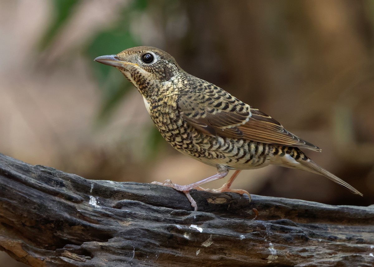 White-throated Rock-Thrush - ML636665618