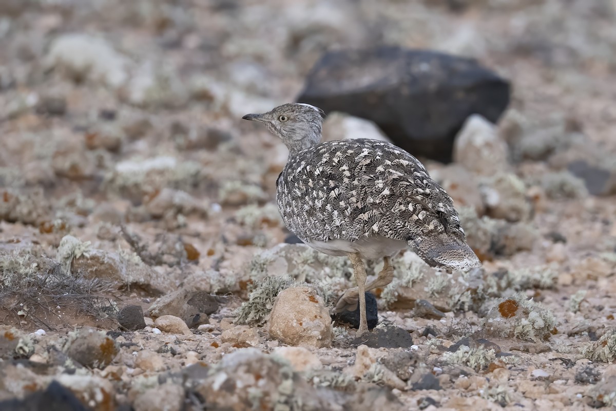 African Houbara - ML636665629