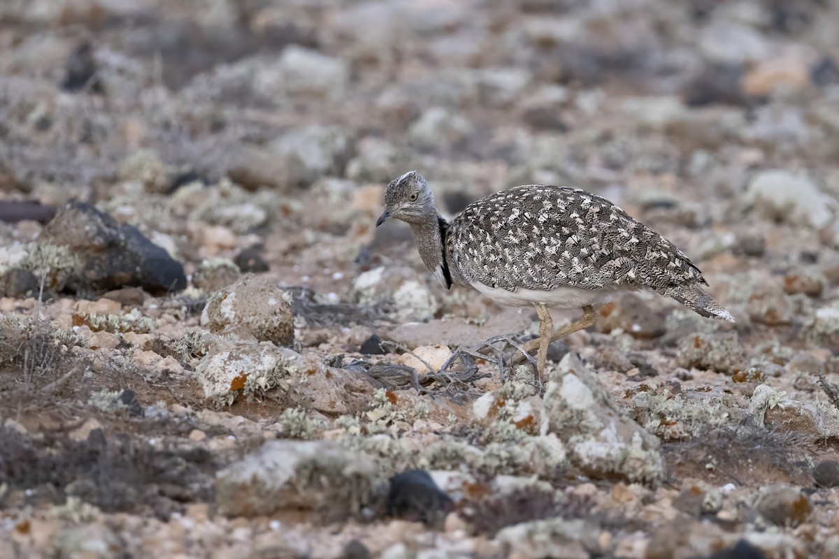 African Houbara - ML636665631