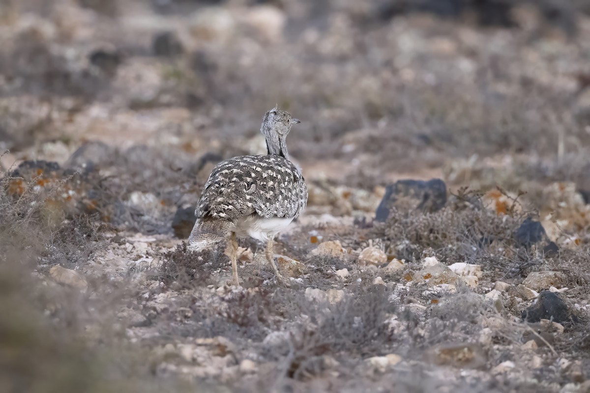 African Houbara - ML636665633