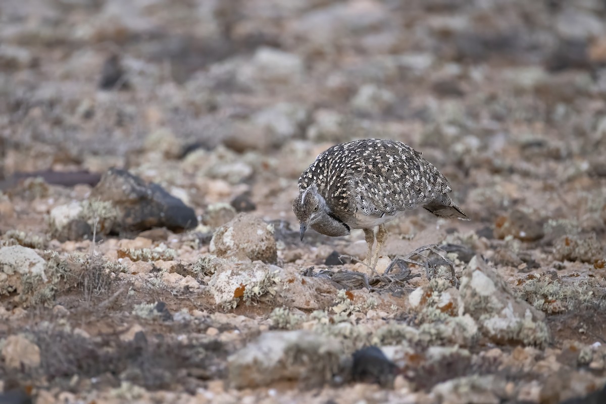 African Houbara - ML636665635