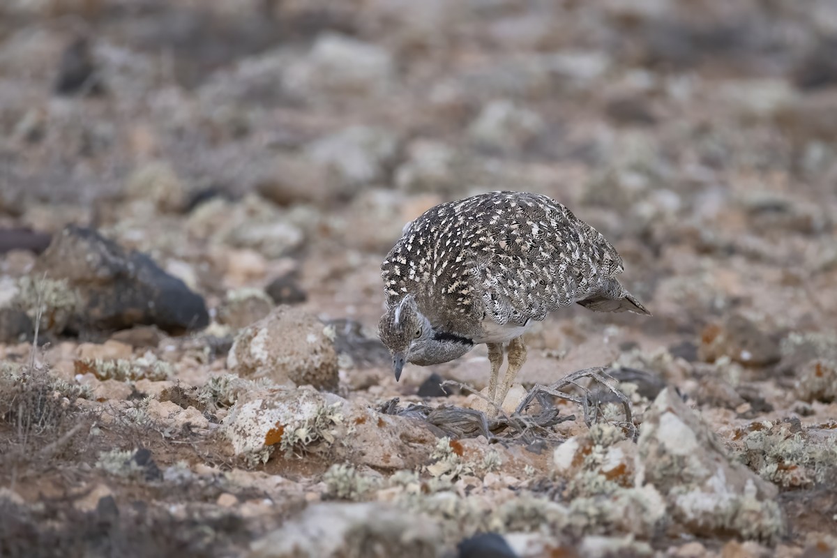 African Houbara - ML636665636