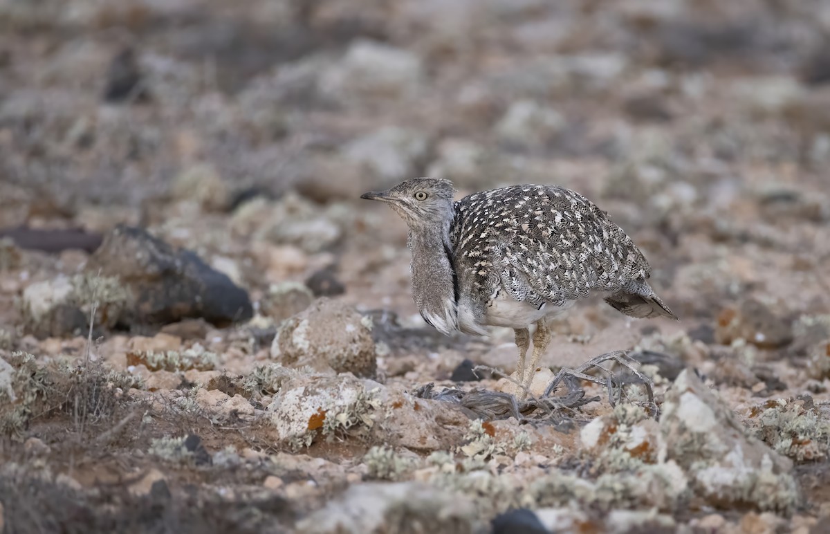 African Houbara - ML636665643