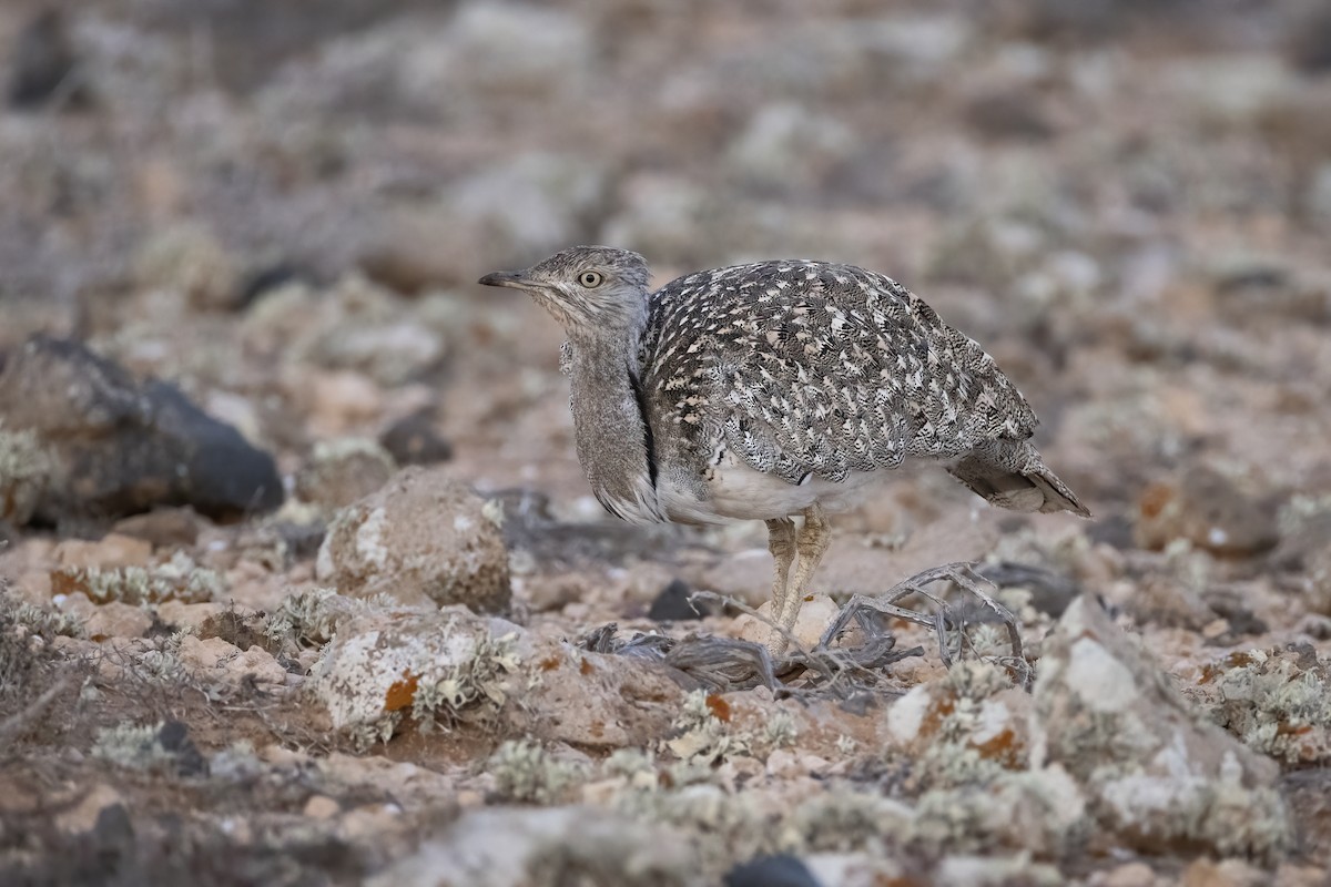 African Houbara - ML636665645