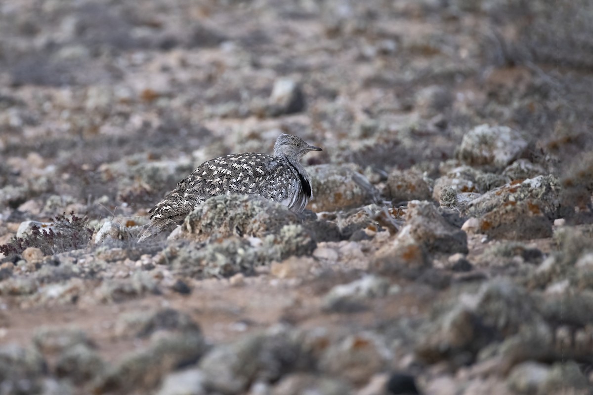 African Houbara - ML636665651