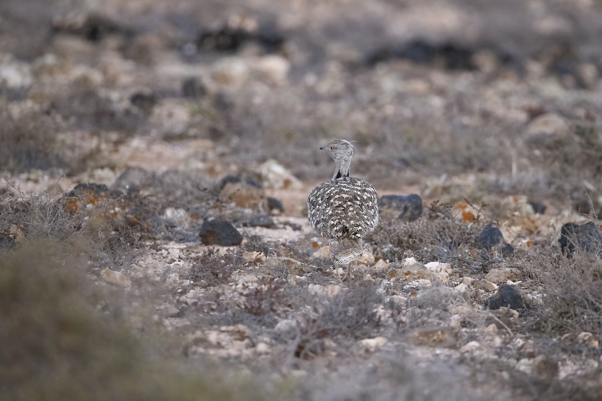 African Houbara - ML636665658