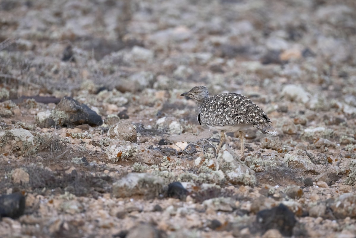 African Houbara - ML636665660
