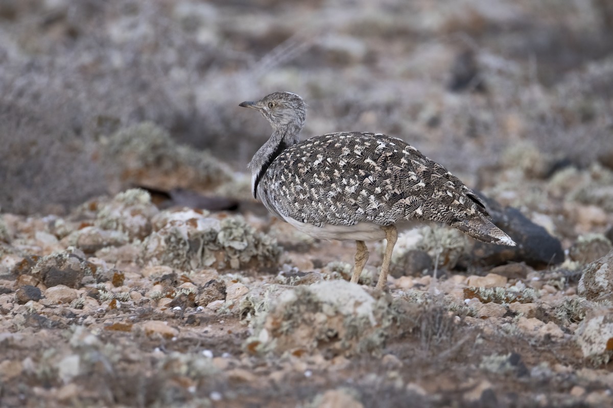 African Houbara - ML636665667