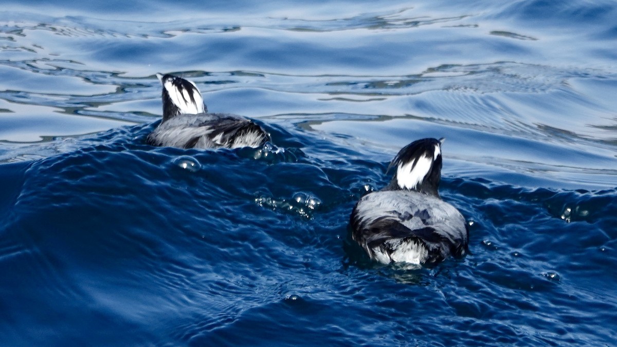 Japanese Murrelet - ML636665673