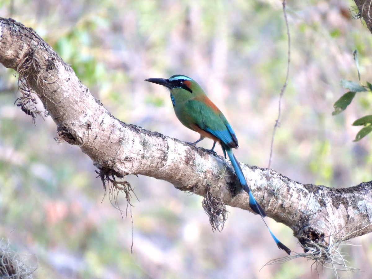 Turquoise-browed Motmot - ML636665681