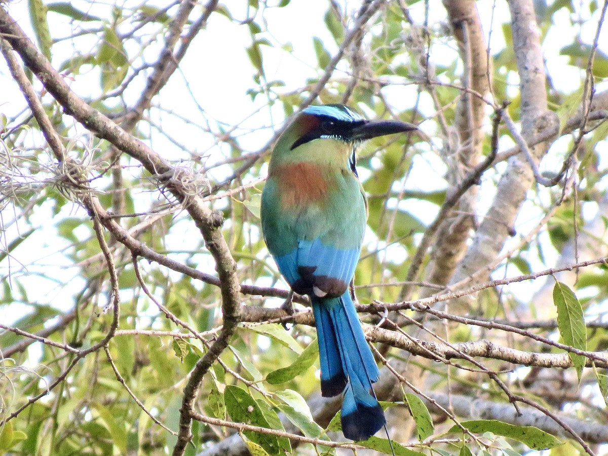 Turquoise-browed Motmot - ML636665682