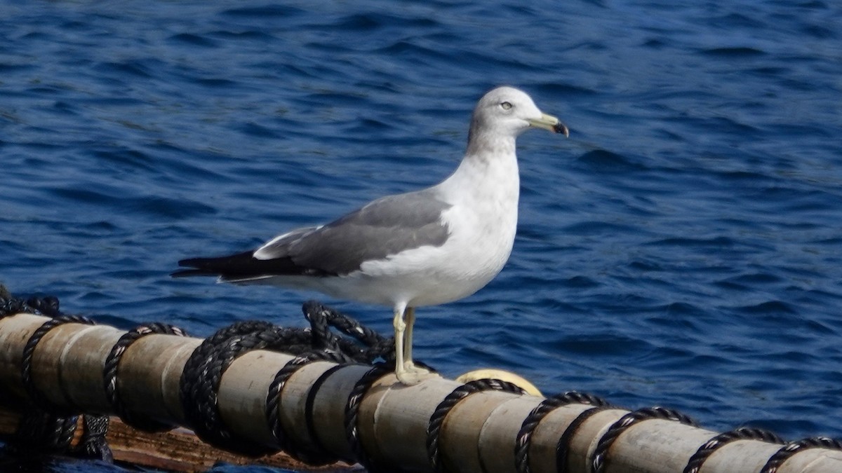 Black-tailed Gull - ML636665712