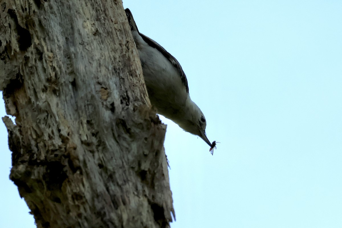 White-breasted Nuthatch (Eastern) - ML636665713