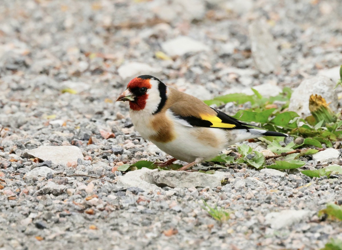 European Goldfinch - ML636665715