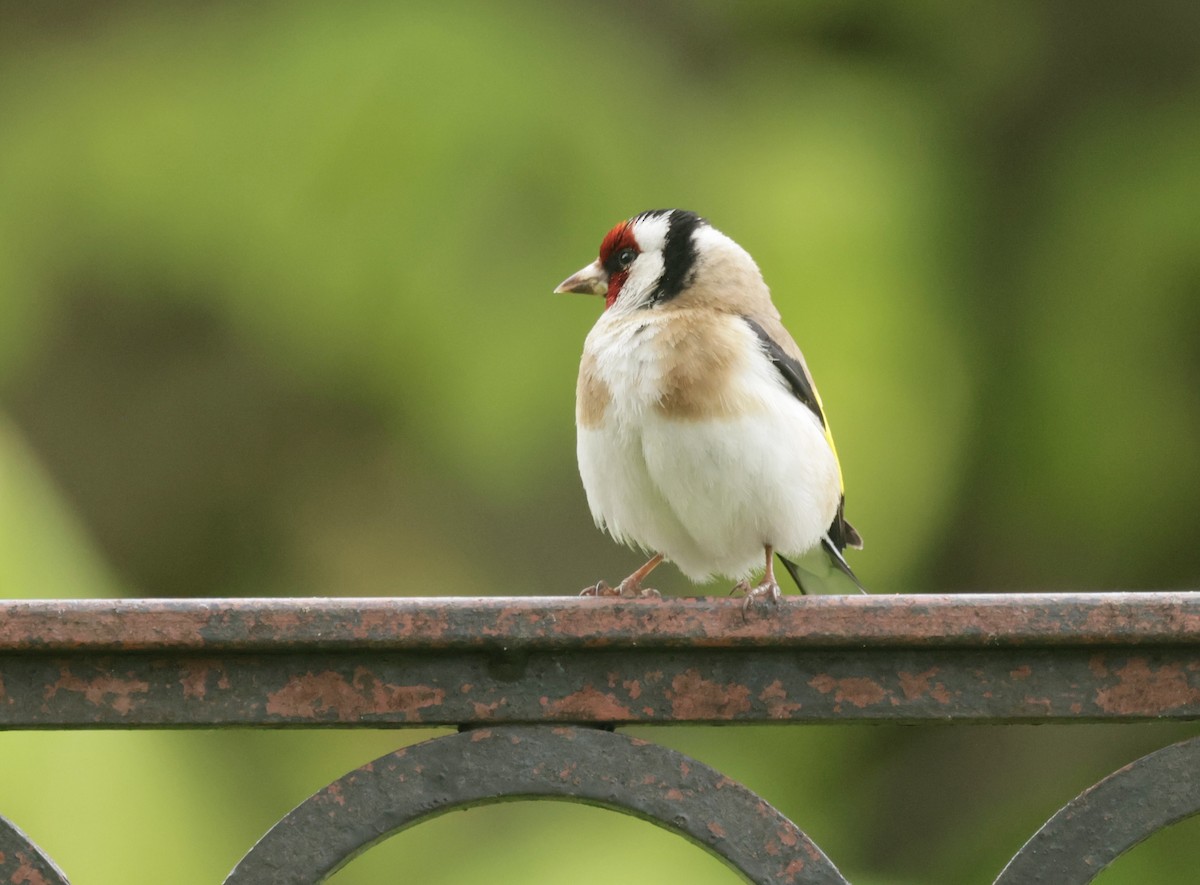European Goldfinch - ML636665718