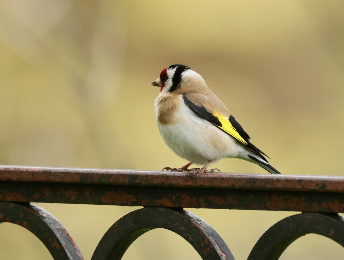 European Goldfinch - ML636665720