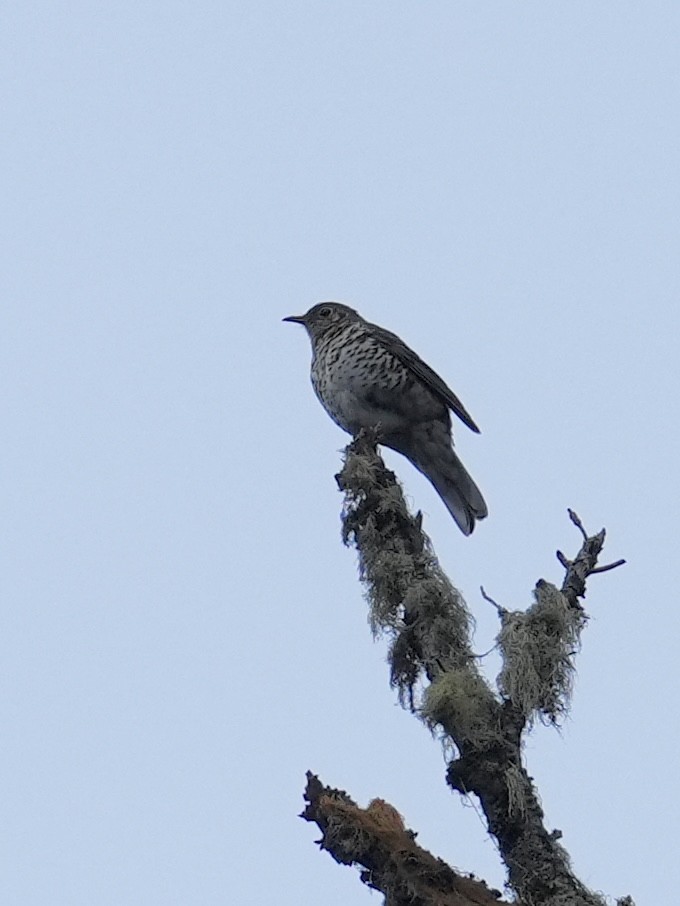 Long-tailed Thrush - ML636665722