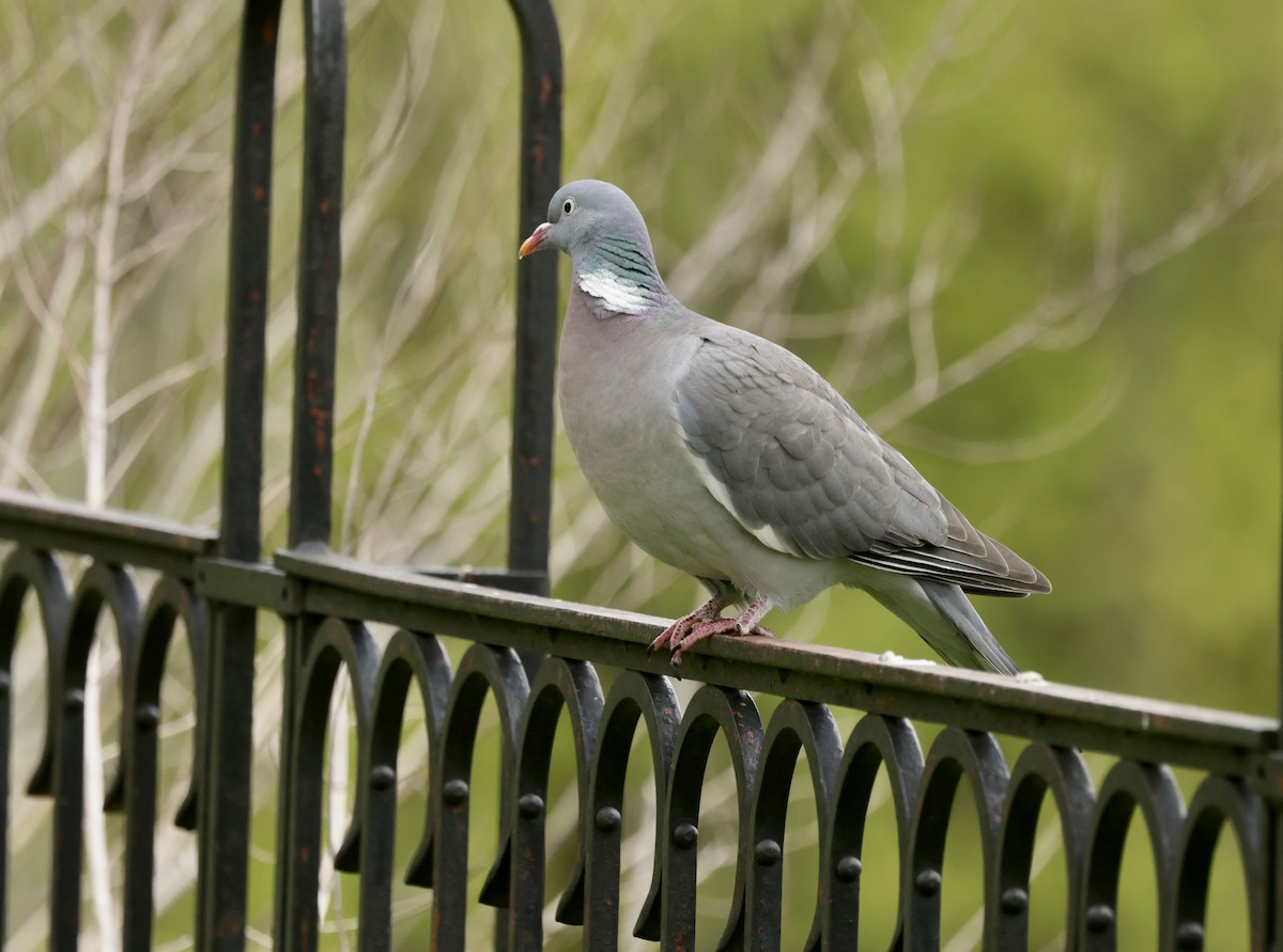 Common Wood-Pigeon - ML636665728