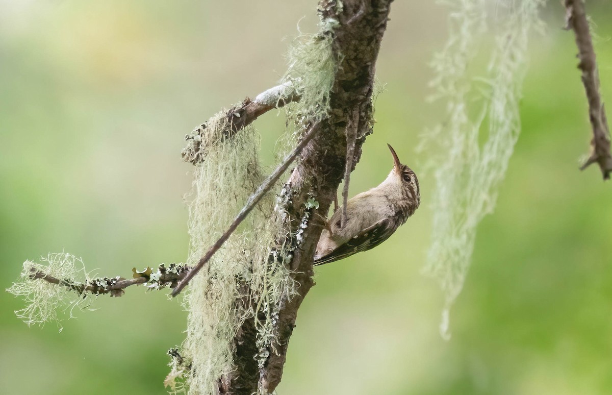 Brown Creeper - ML636665741