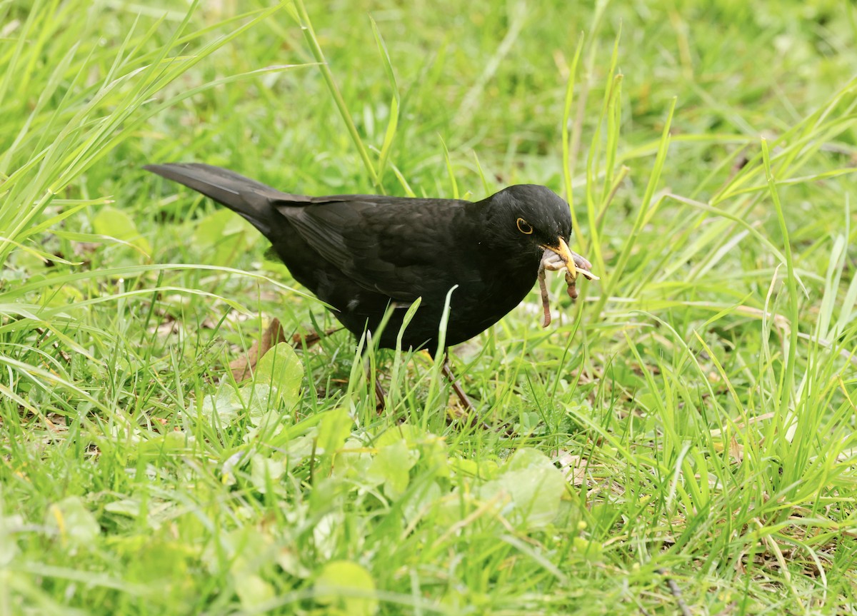 Eurasian Blackbird - ML636665749