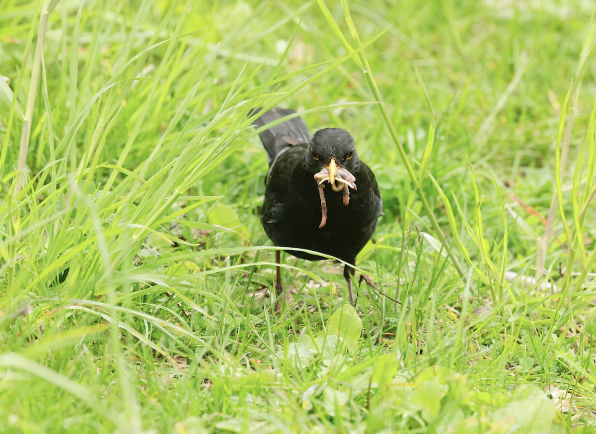 Eurasian Blackbird - ML636665754