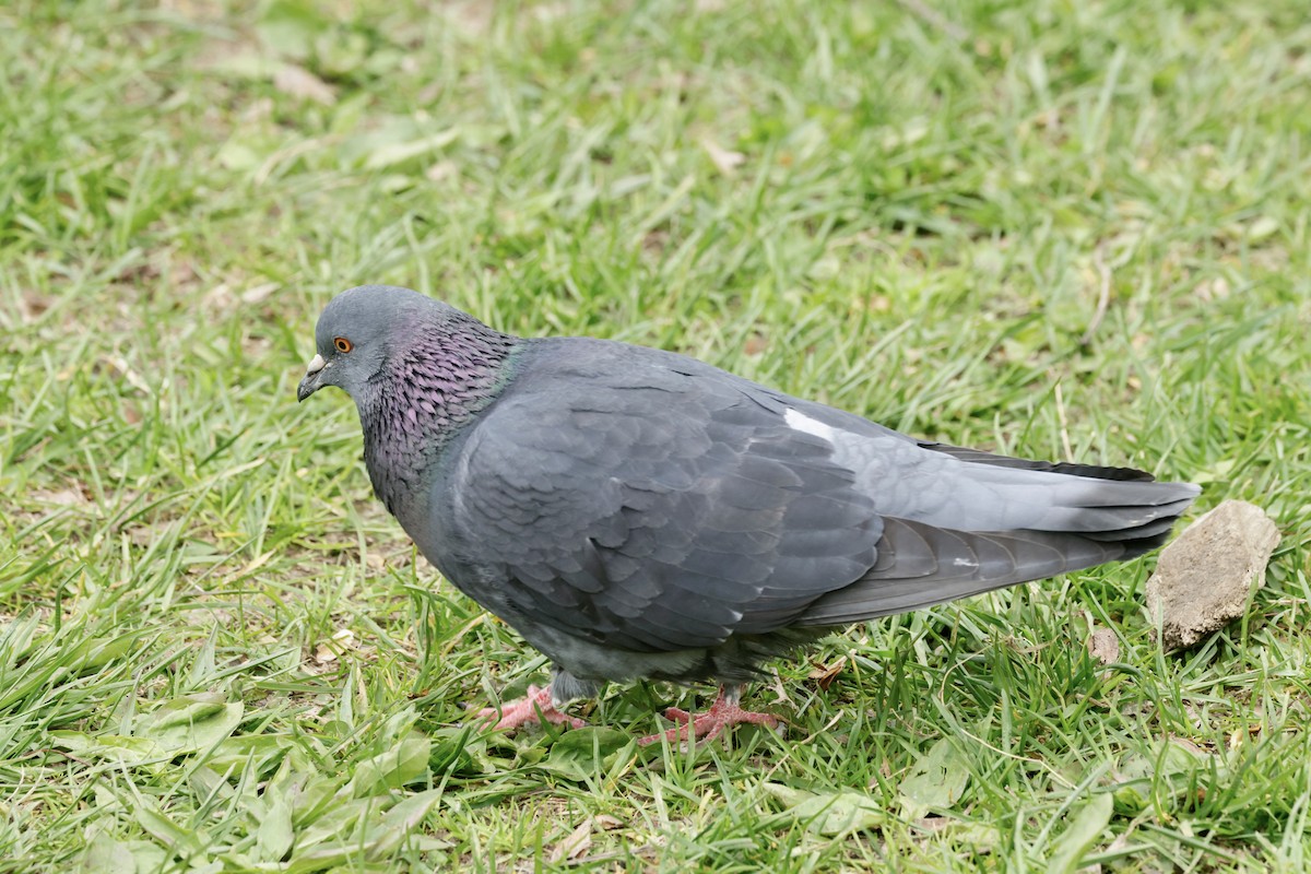 Rock Pigeon (Feral Pigeon) - ML636665765