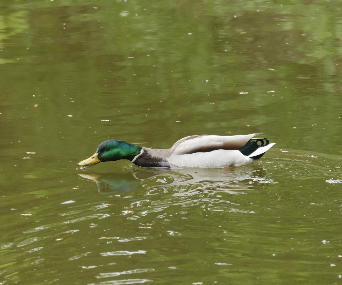 Mallard - ML636665805