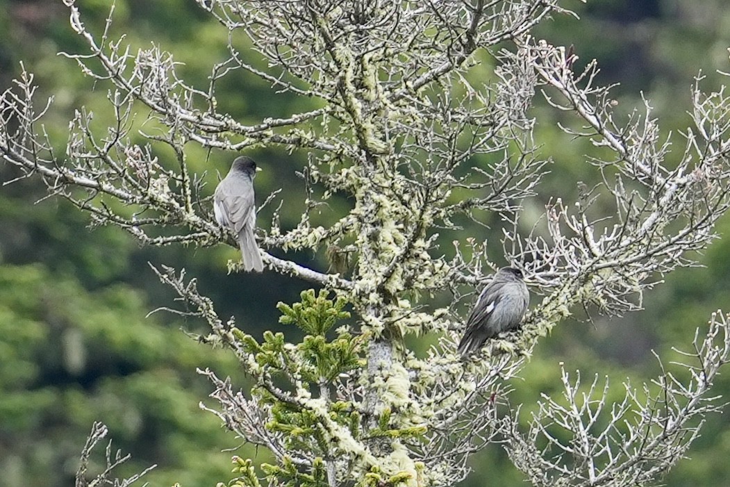 Sichuan Jay - ML636665810