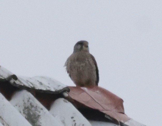 Eurasian Kestrel - ML636665812