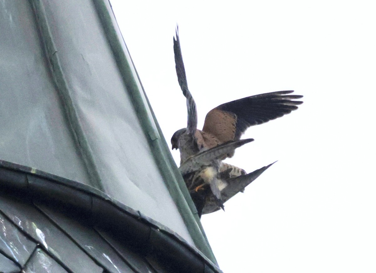 Eurasian Kestrel - ML636665839