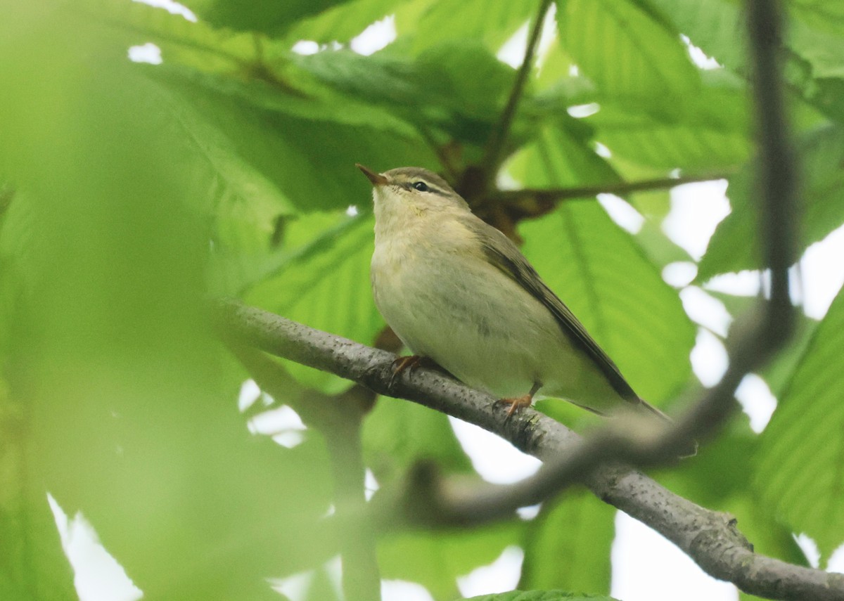 Willow Warbler - ML636665851