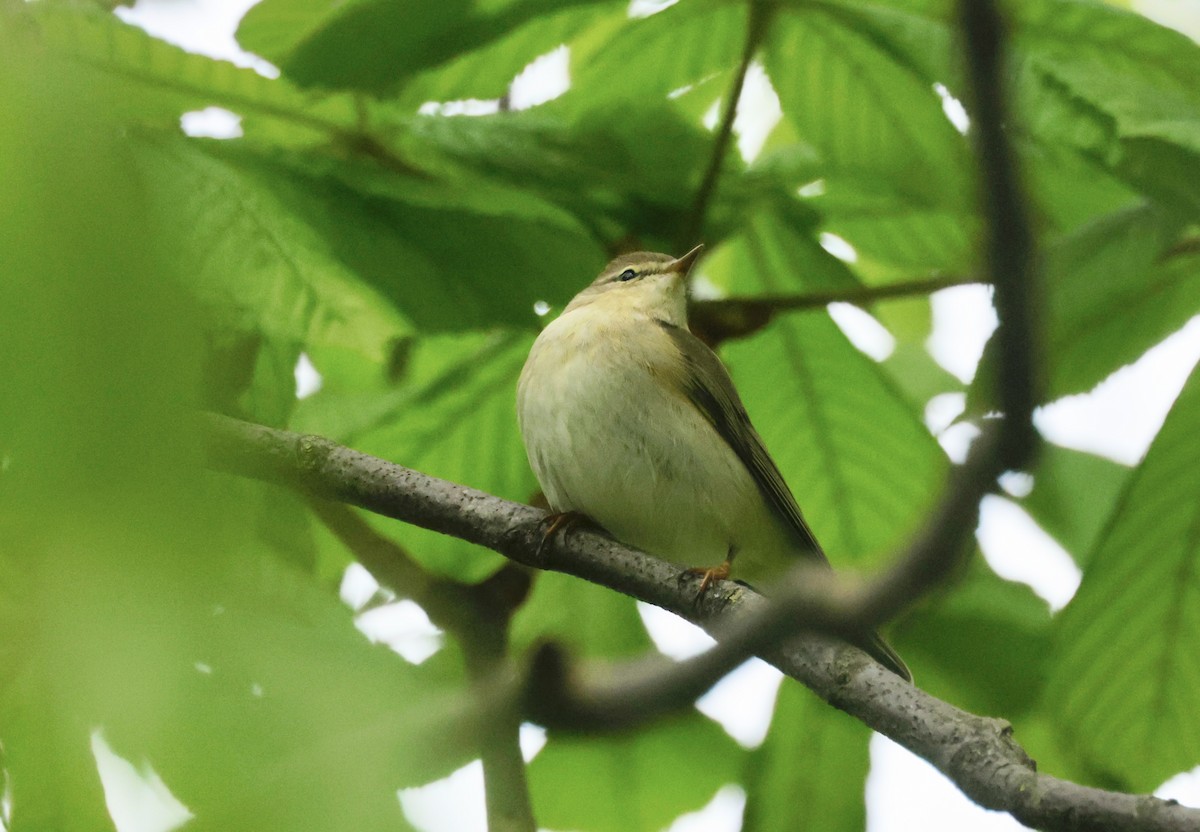 Willow Warbler - ML636665853