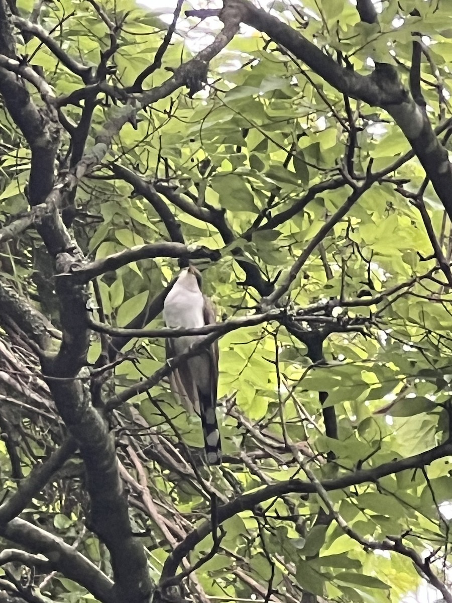 Yellow-billed Cuckoo - ML636665856