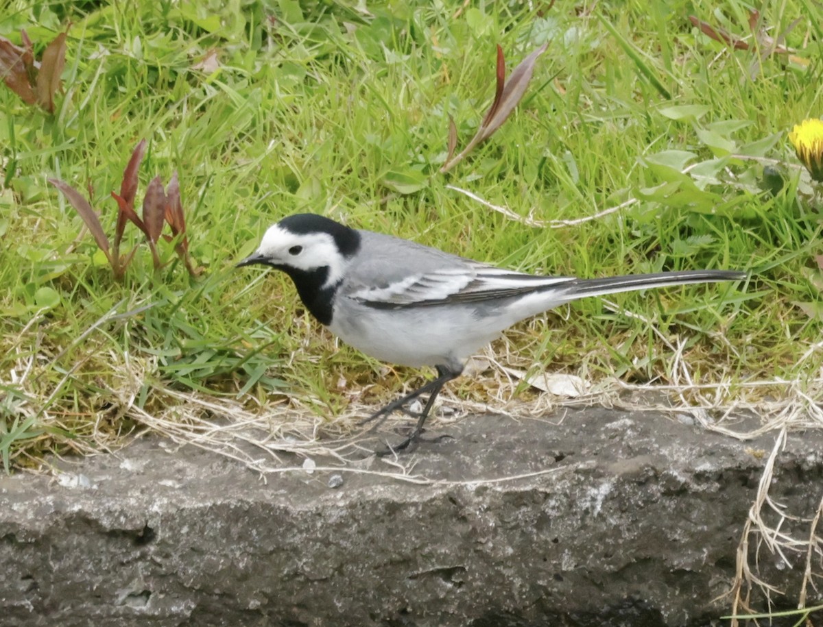White Wagtail - ML636665884