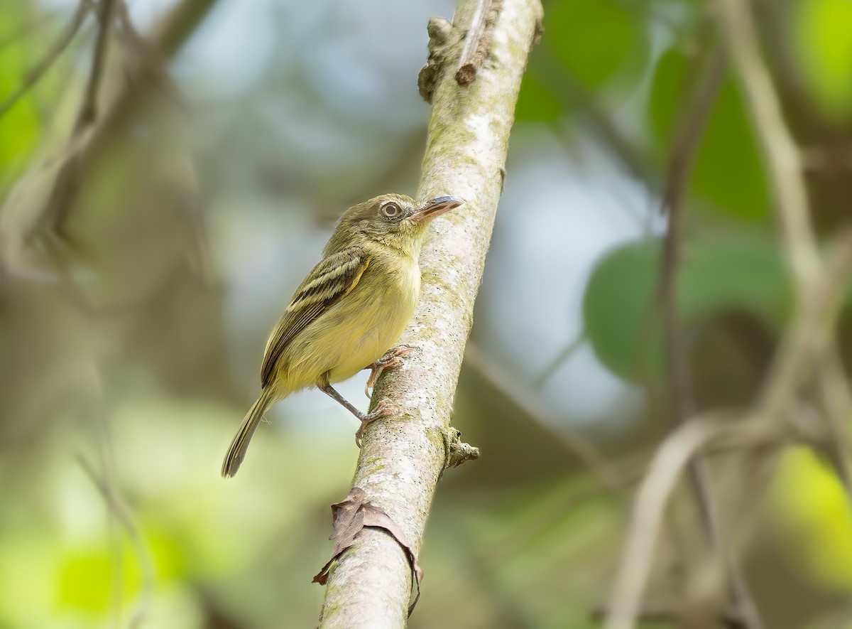 Southern Bentbill - ML636665886