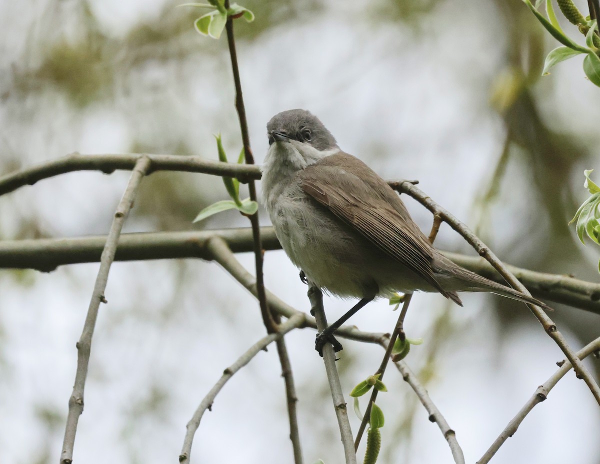 Lesser Whitethroat - ML636665900