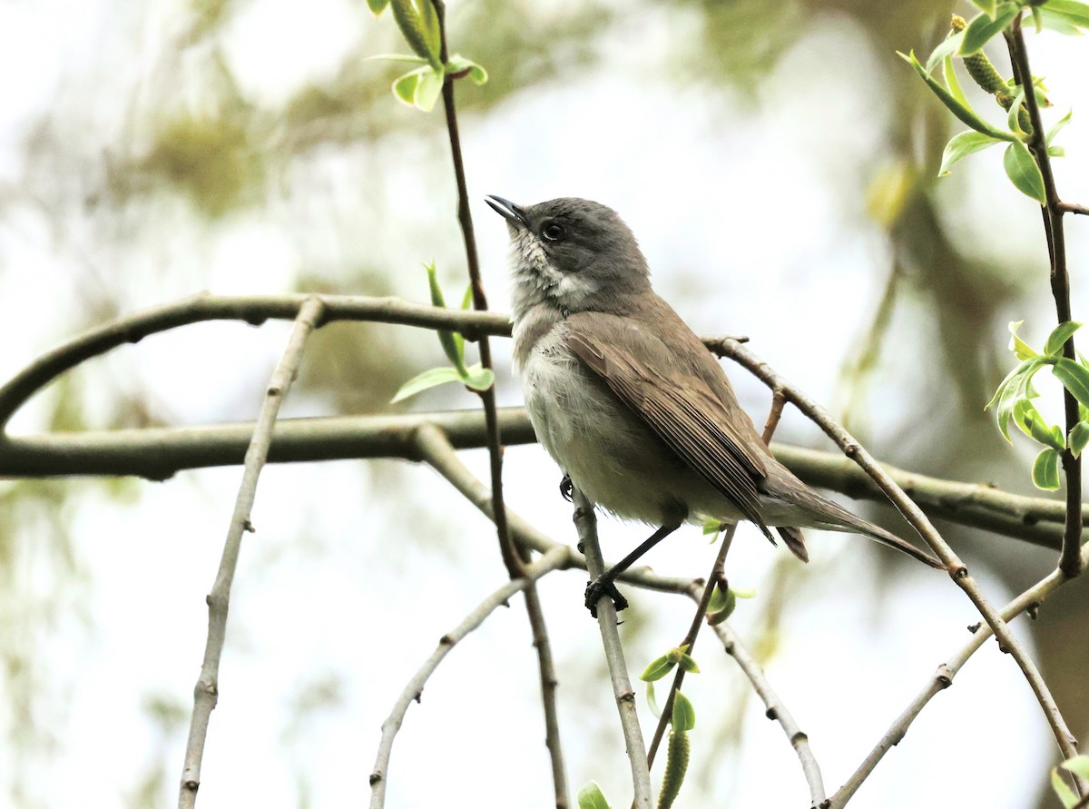 Lesser Whitethroat - ML636665903