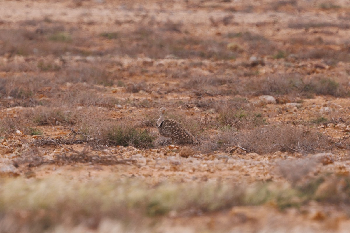 African Houbara (Canary Is.) - ML636665906