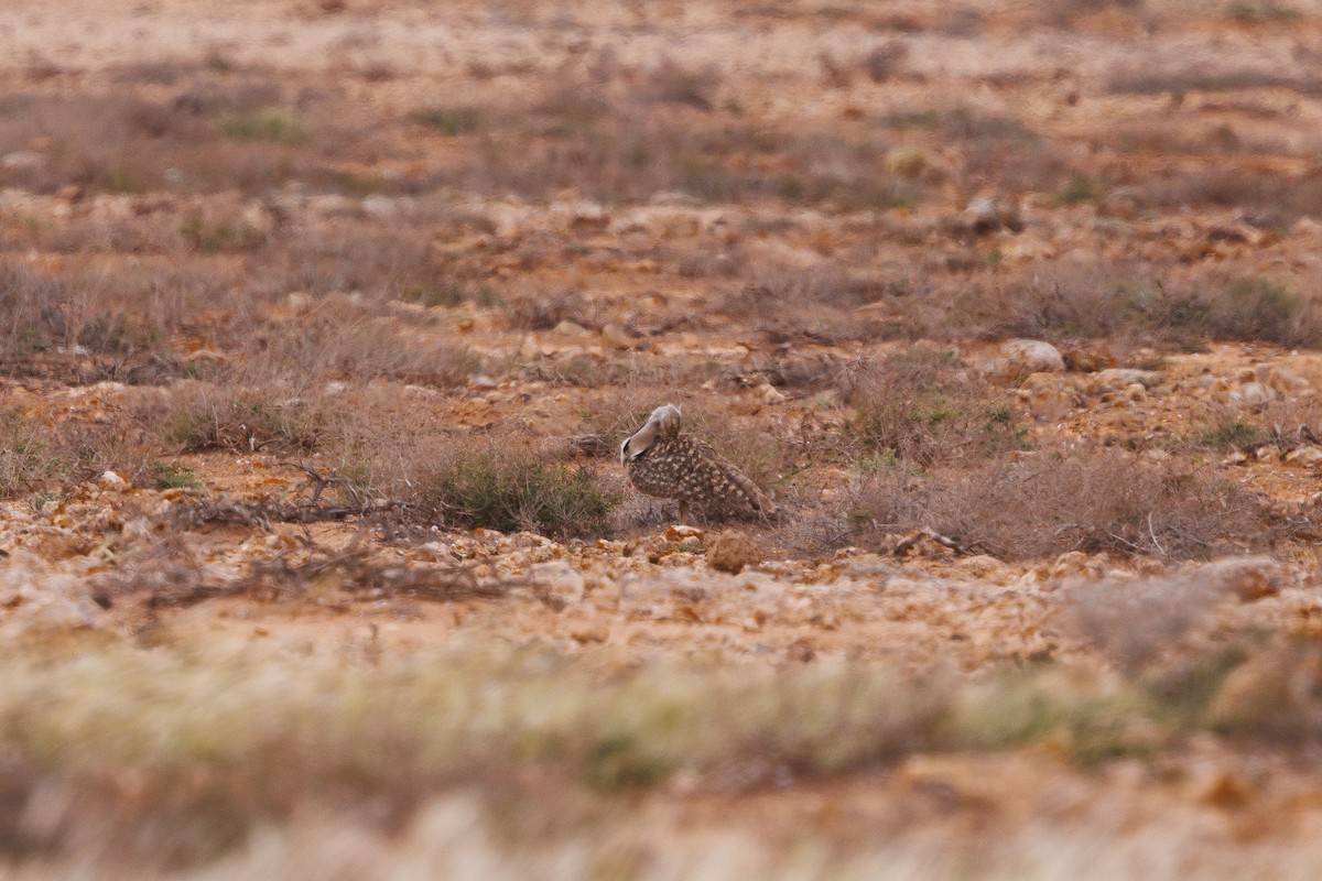 African Houbara (Canary Is.) - ML636665909