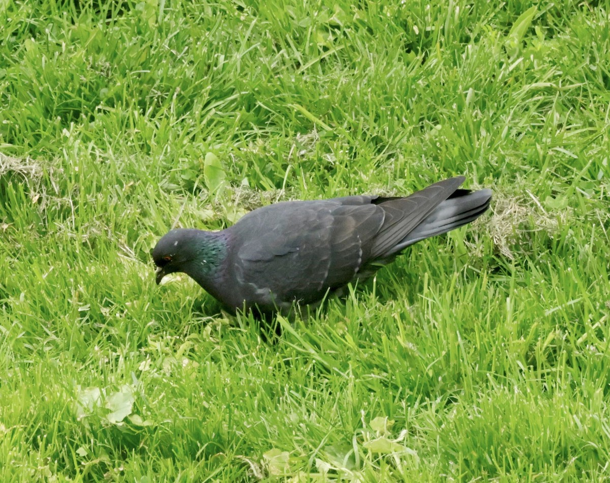 Rock Pigeon (Feral Pigeon) - ML636665915