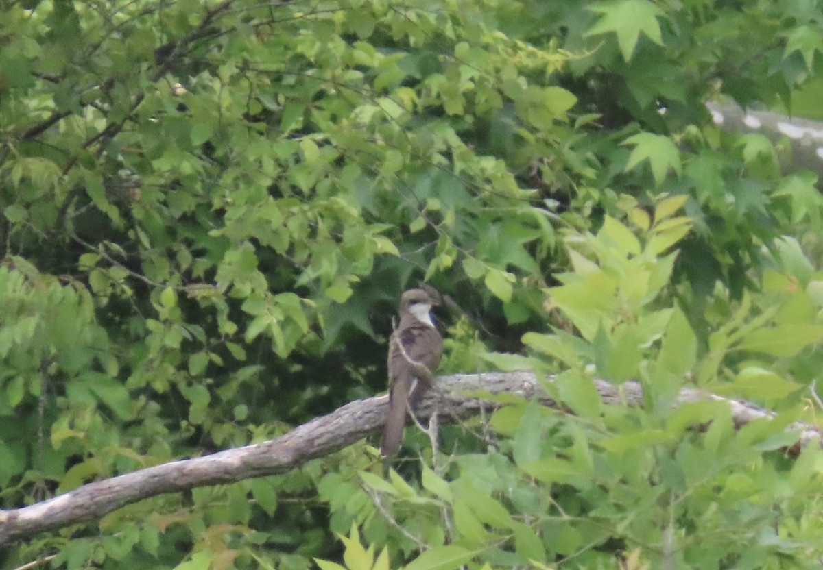Yellow-billed Cuckoo - ML636665969