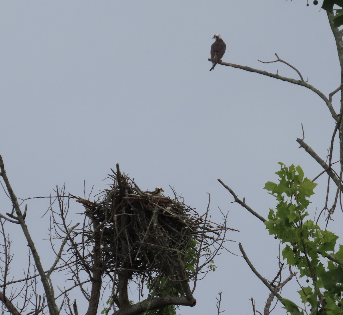 Osprey (American) - ML636666005