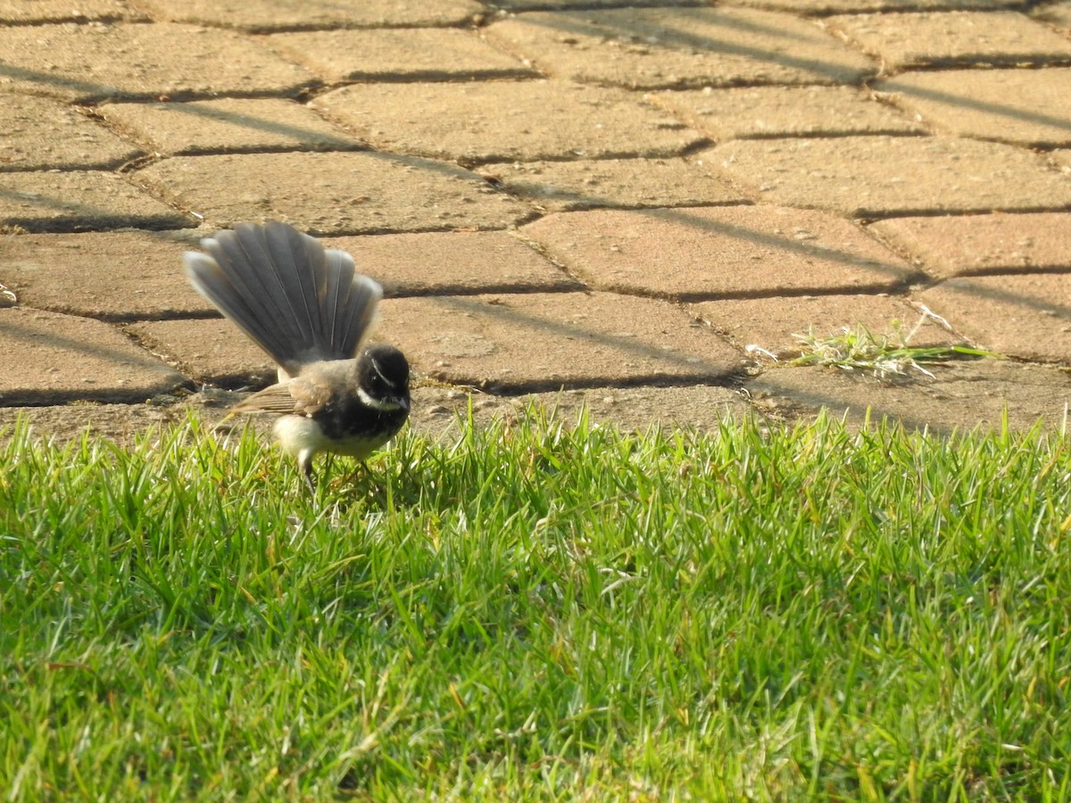 Spot-breasted Fantail - ML636666029