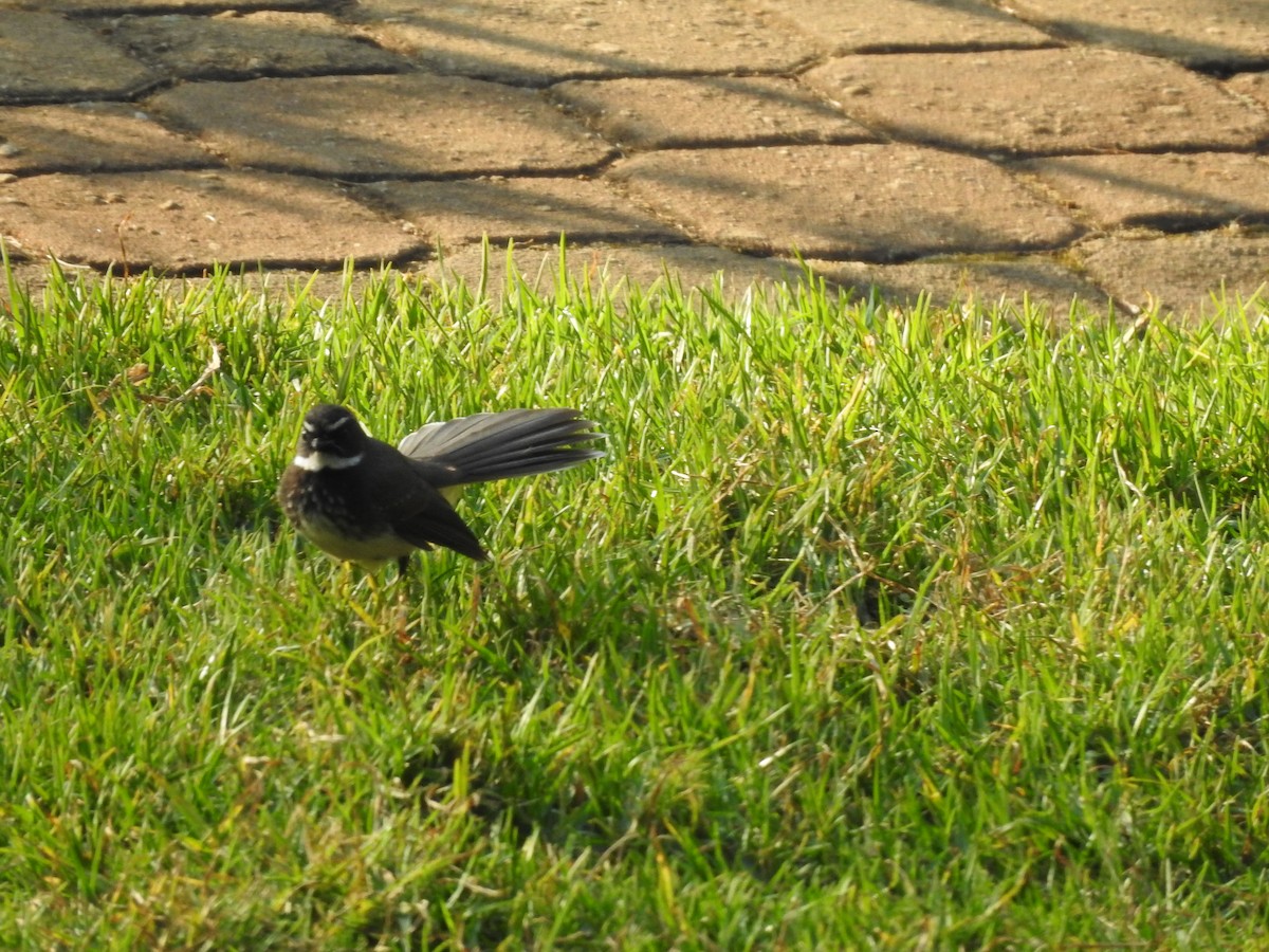 Spot-breasted Fantail - ML636666040