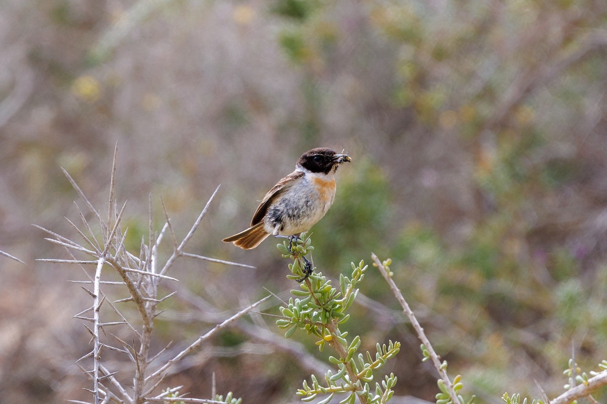 Fuerteventura Stonechat - ML636666075