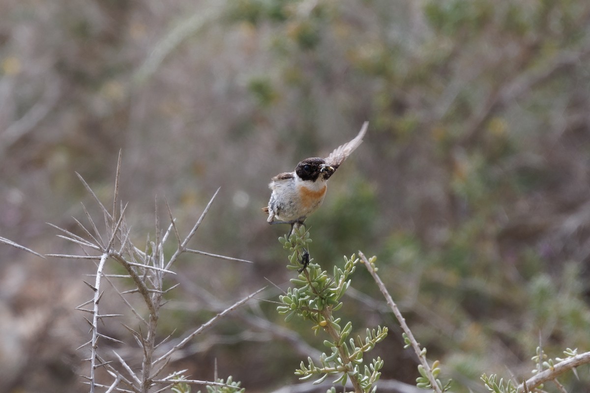 Fuerteventura Stonechat - ML636666076