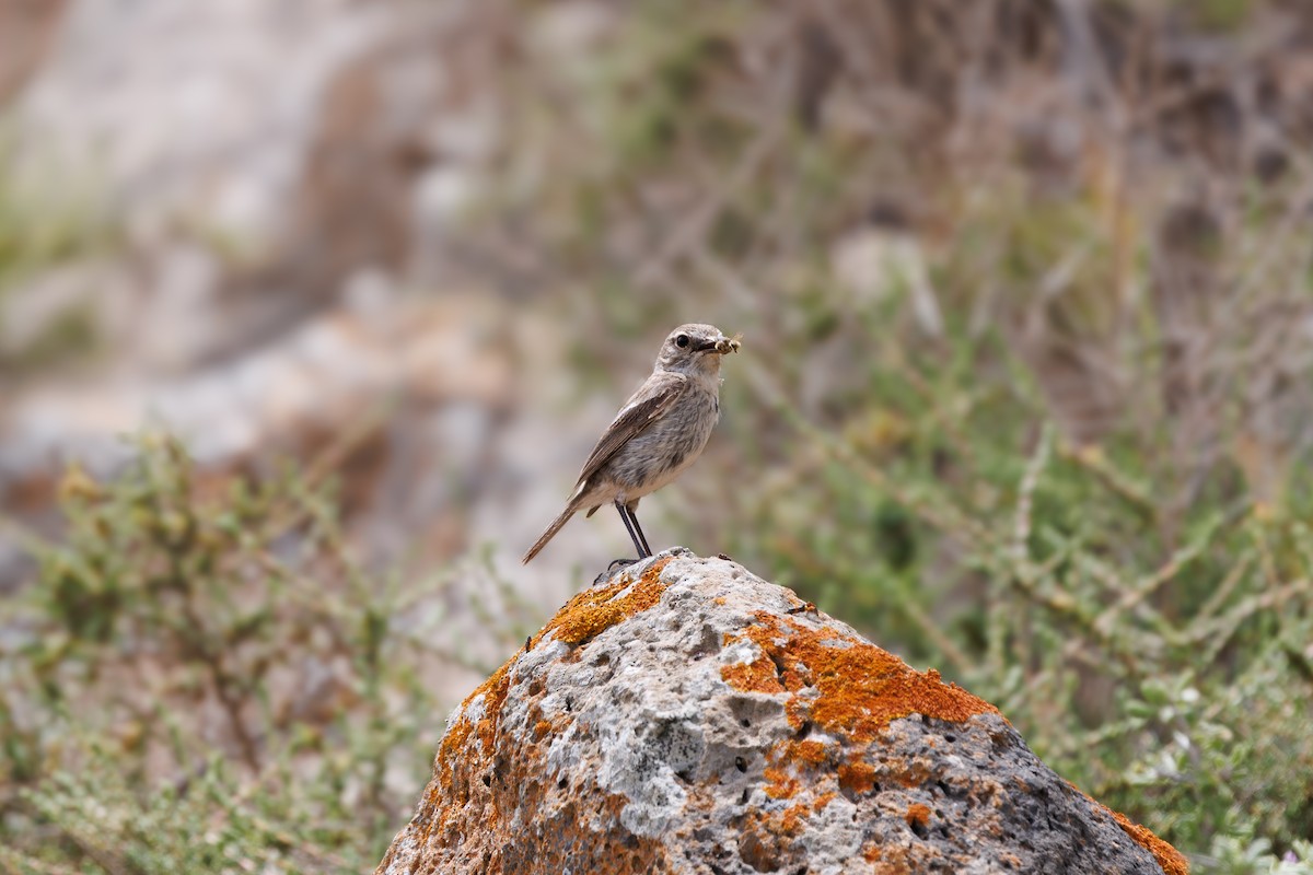 Fuerteventura Stonechat - ML636666078