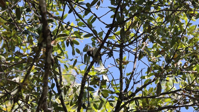Cassin's Vireo - ML636666079