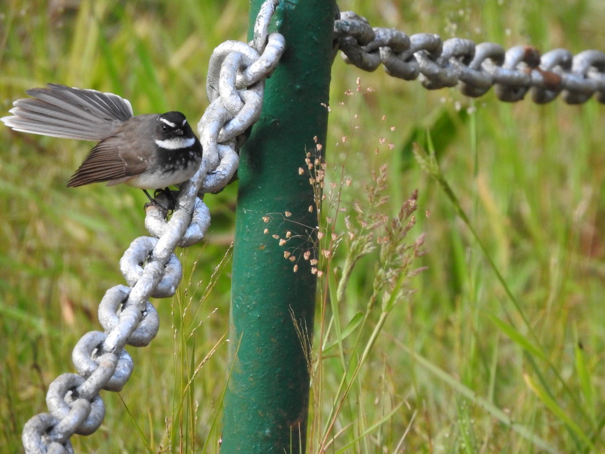 Spot-breasted Fantail - ML636666088