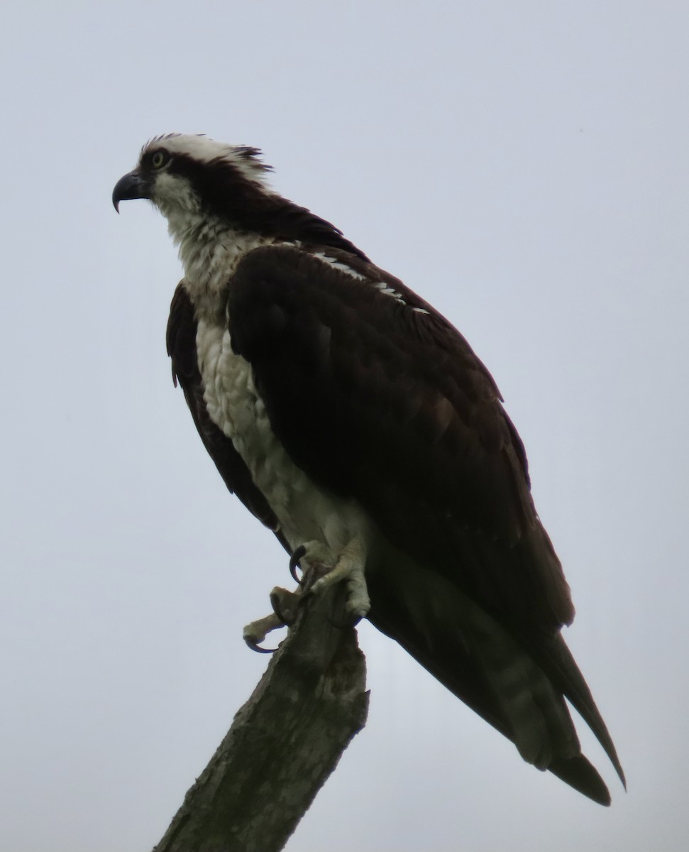 Osprey (American) - ML636666144